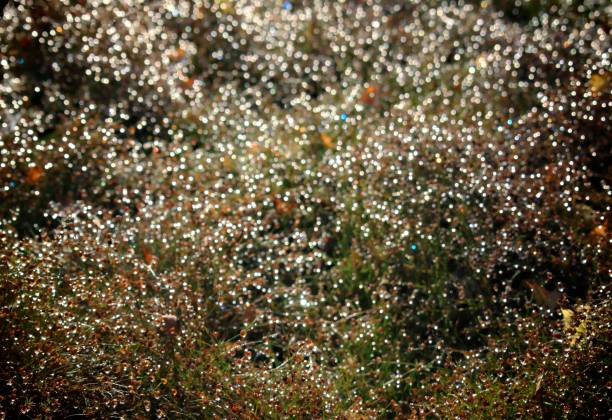 istock Blurred bokeh background of forest vegetation. 869000626