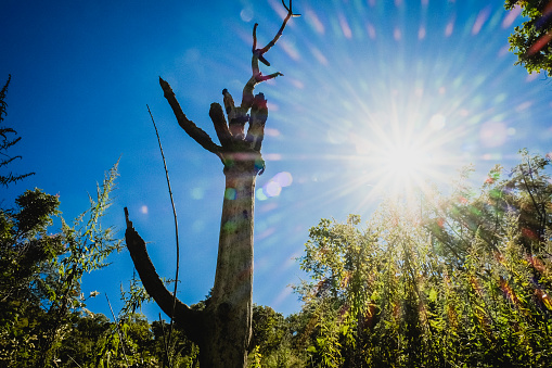 Wlid forrest trees with backlight and blue clear sky background and green field