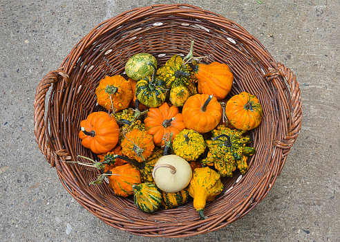 Small orange, green and white pumpkins are displayed in a wicker basket