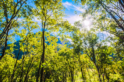 Wlid forrest trees with sunlight and blue clear sky background and green field