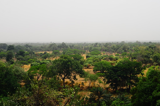 Bush landscape near Banfora, Burkina Faso