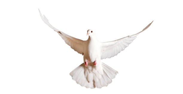 istock white pigeon flying isolated on a white background 869011722
