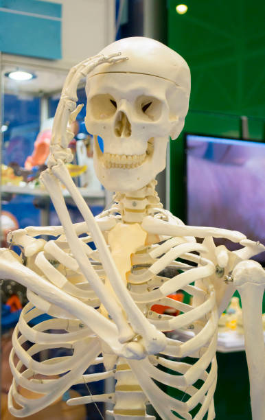 istock Human skeleton and layout of a human skull closeup, 869012260