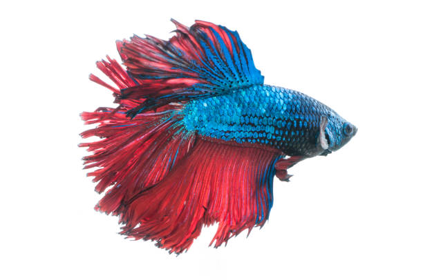 istock beautiful betta splendens isolated on white background 869012590