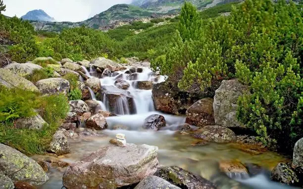 The water of a mountain river with rocks and dwarf-pine near the waterfall Skok in the High Tatras. Mountain river, rocks, wild flowers and dwarf-pine scenery. A long time.