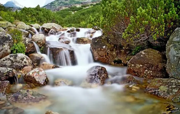 The water of a mountain river with rocks and dwarf-pine near the waterfall Skok in the High Tatras. Mountain river, rocks, wild flowers and dwarf-pine scenery. A long time.