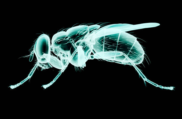 3D Rendered Musca Domestica \