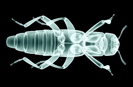 xray image of an insect isolated on black with clipping path.