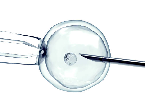 Human fertilization, sperm and egg cell. 3d illustration