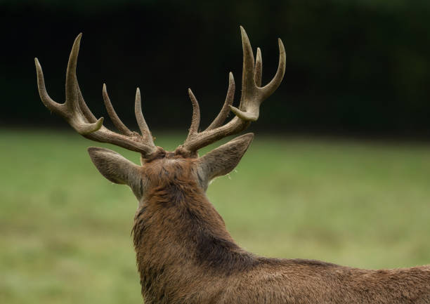 istock Beautiful stag with great antlers on green meadow 869022312