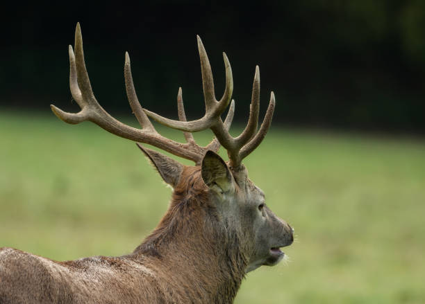 istock Beautiful stag with great antlers on green meadow 869022406