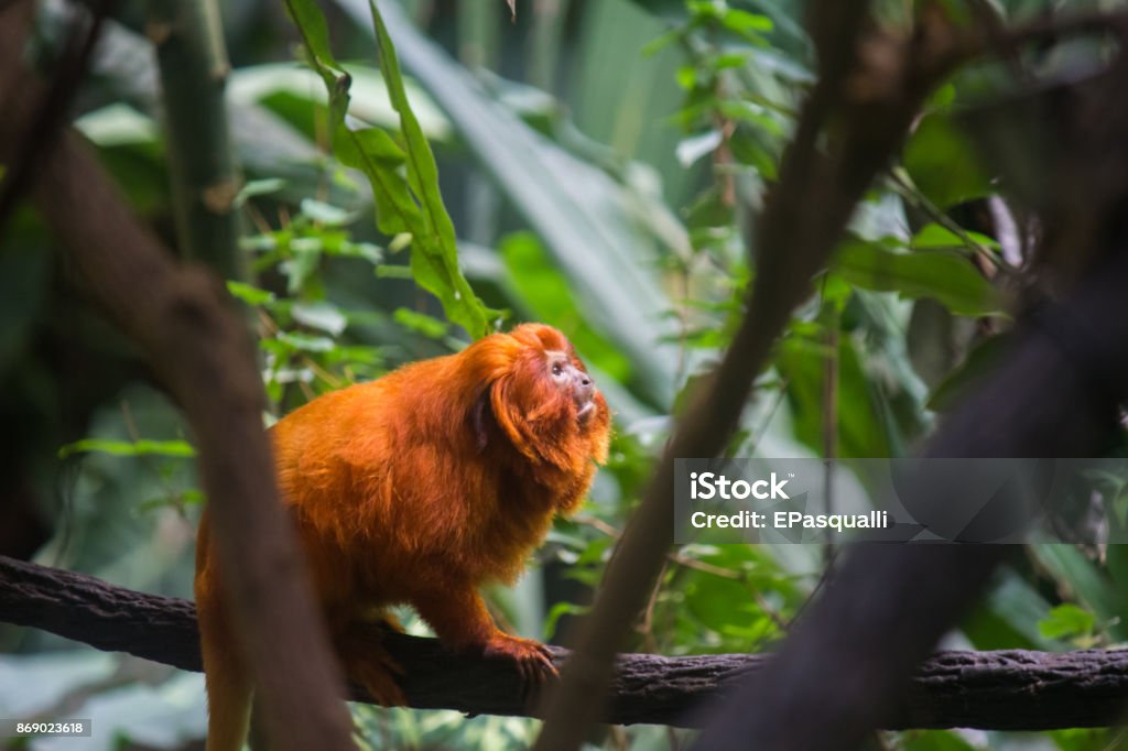 Golden lion tamarins (Mico leao dourado) are  a specie of monkeys native to the Atlantic Forest of Brazil Mata Atlantica Stock Photo