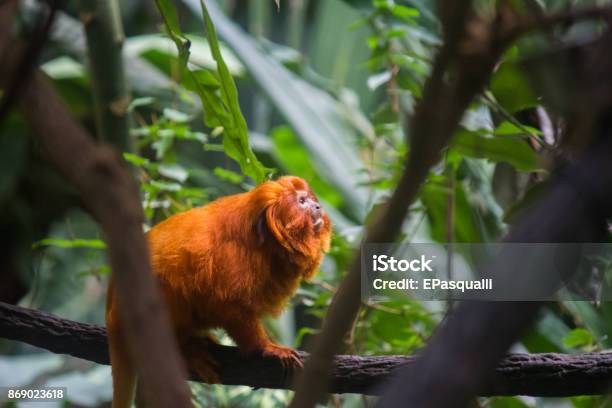Golden Lion Tamarins Are A Specie Of Monkeys Native To The Atlantic Forest Of Brazil Stock Photo - Download Image Now