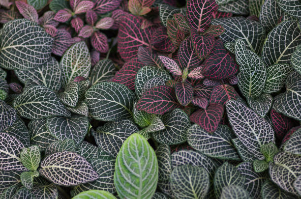 istock Fittonia tropical leaves 869026396