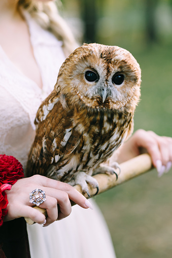 The owl sits on the girl's hand. The bride with the owl. Artwork. Selective focus on the bird