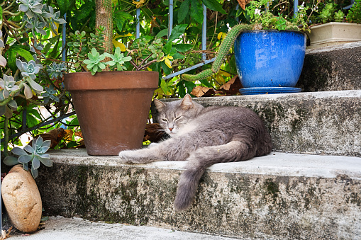 Cat sleeping on a stair in the village Vogue  which is recognized as historical heritage and is considered one of ten charming villages of France