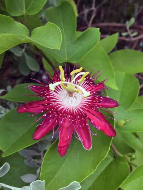 istock lady Margaret passion flower on the tree. 869033990
