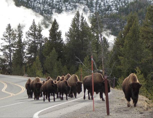 istock A herd of Bison in Yellowstone 869037446