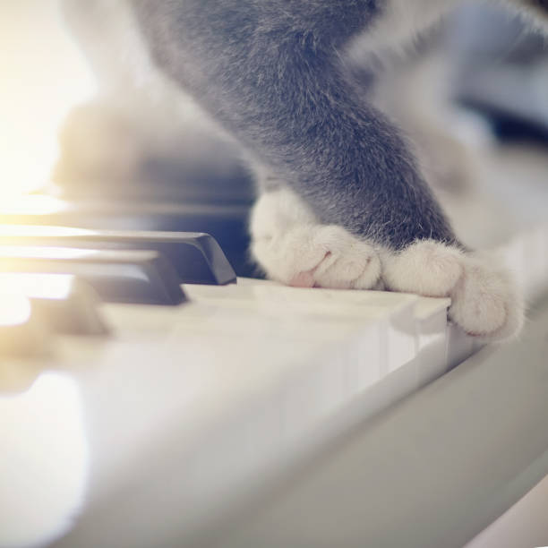 white paws of a cat on synthesizer keys. - shorthair cat audio imagens e fotografias de stock