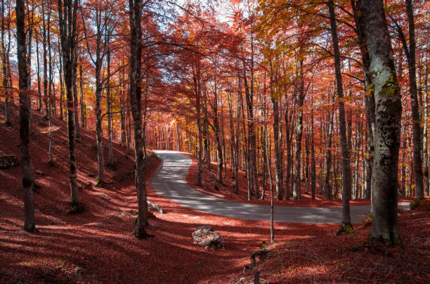 abruzzo ulusal parkı, lazio ve molise (i̇talya) - yeşillik ile sonbahar - lazio stok fotoğraflar ve resimler