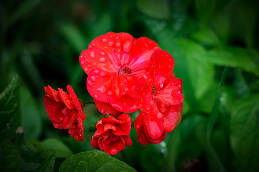 Blooming red geranium flowers on a natural background