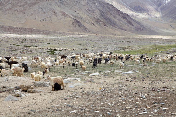 istock Pashmina goats in Ladakh, India 869049030