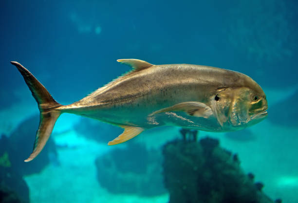 istock Crevalle jack swimming in the sea. 869049738
