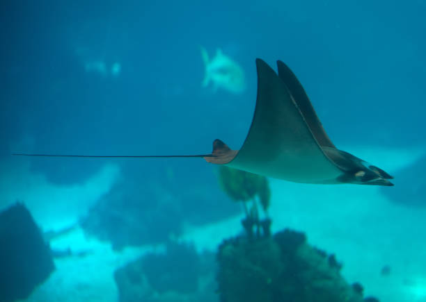 istock Bull ray swimming in the sea. 869049742