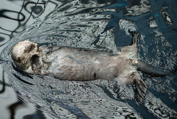 istock Funny sea otter  Enhydra lutris. 869049980