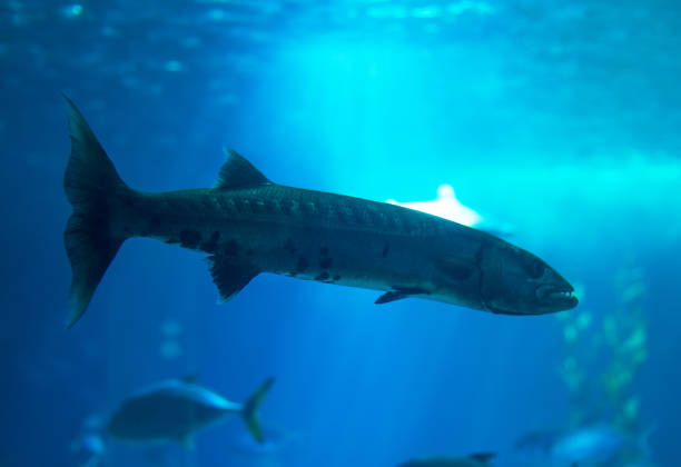 istock Great barracuda swimming in the sea. 869049986