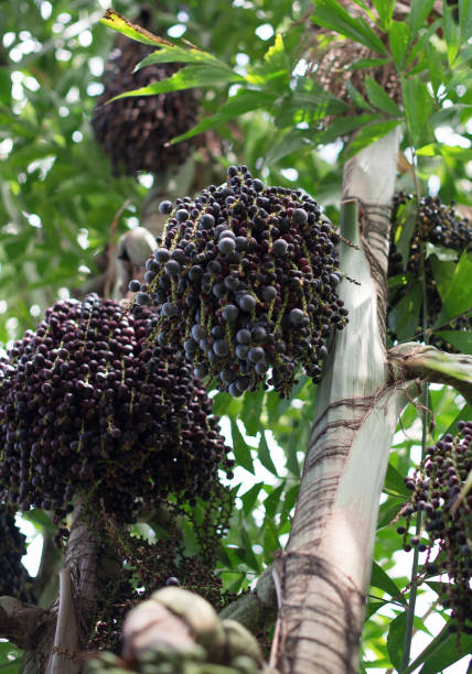 야자수에의 acai 열매 에우테르페 올레라케아입니다. - cabbage palm 뉴스 사진 이미지