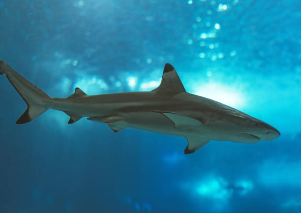 istock Blacktip reef shark swimming in the sea. 869050106