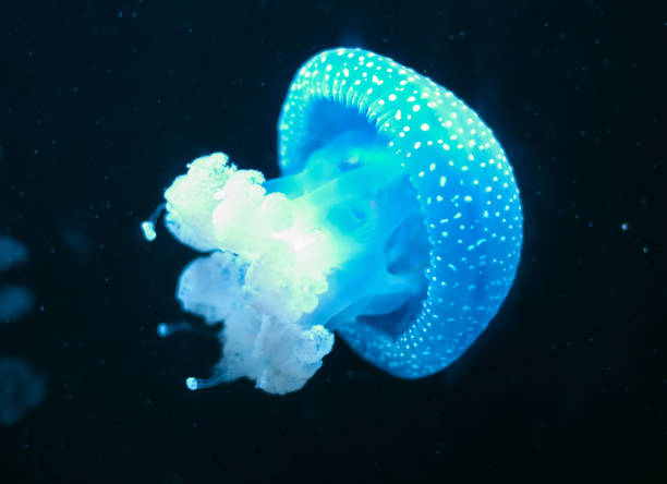 istock White-Spotted Jellyfish in deep sea. Phyllorhiza punctata. 869050130