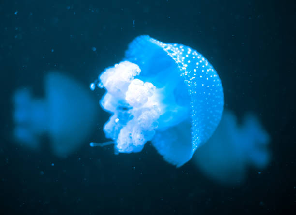 бело-пятнистые медузы в глубоком море. филлохиза панктата. - white spotted jellyfish фотографии стоковые фото и изображения