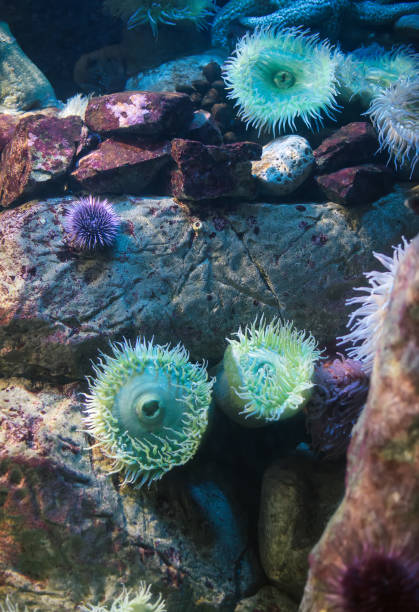 istock Sea anemones in the ocean. Bunodactis reynaudi. 869050176