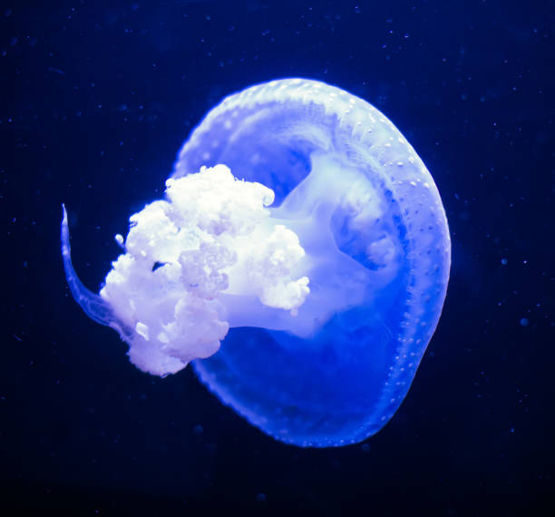 бело-пятнистые медузы в глубоком море. филлохиза панктата. - white spotted jellyfish фотографии стоковые фото и изображения