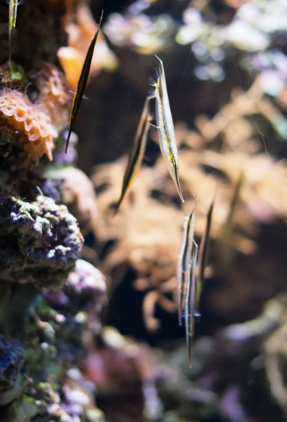 istock Several Shrimpfishes or razorfishes. Aeoliscus strigatus. 869050202