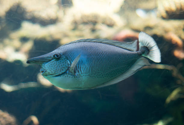 Spotted unicornfish swimming in the aquarium. Spotted unicornfish swimming in the aquarium. unicorn fish stock pictures, royalty-free photos & images