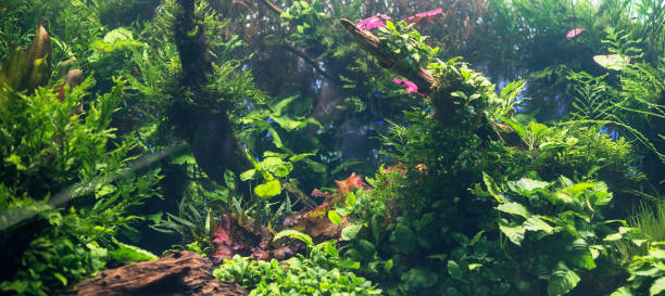 istock Beautiful freshwater green aquarium with plants. 869050346
