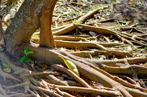 close up prop roots of pandanus tree also known as pandan or pine or palm in Singapore. It is a palm-like tree native to the tropics and subtropics
