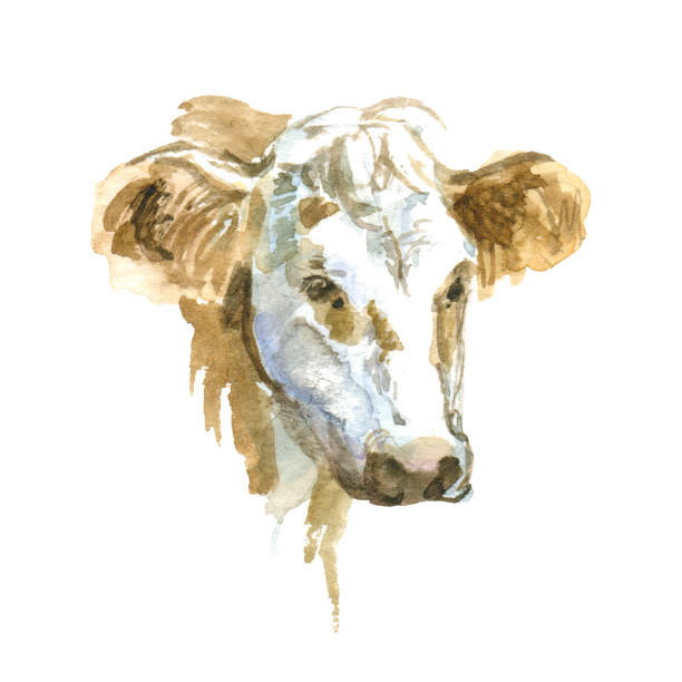 istock Watercolor cow. Farm animal portrait. Hand painted illustration 869062434