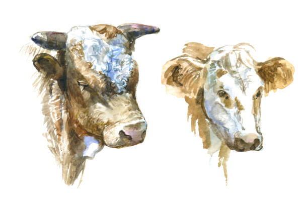 istock Watercolor cow portrait. Hand painted illustration 869064914