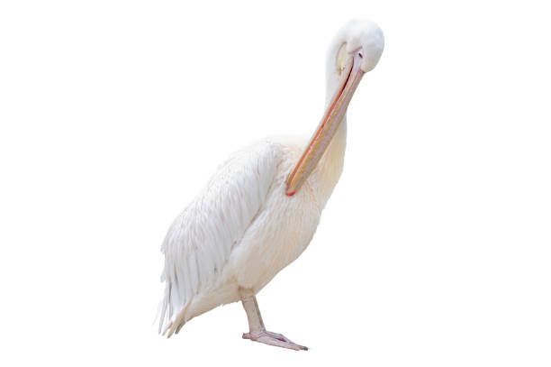 istock Pelican photo isolation 869068664