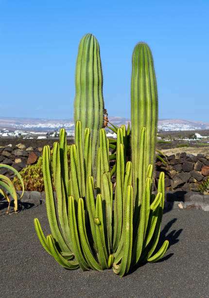 istock cactus plants in the cactus garden 869069132