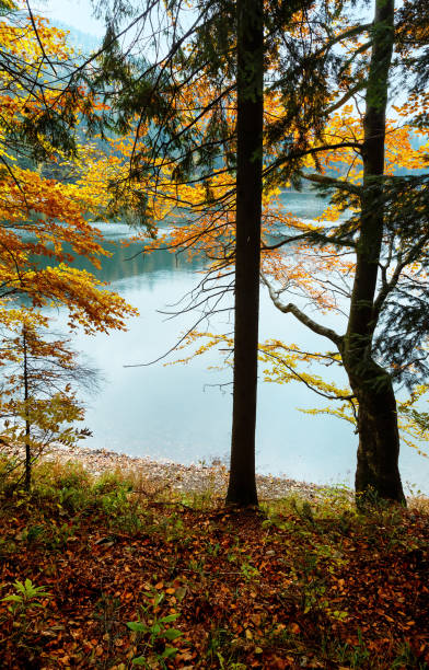 istock Lake Synevyr autumn view. 869069772
