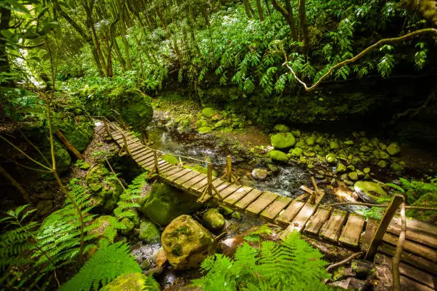 Wood bridge in the rainforest