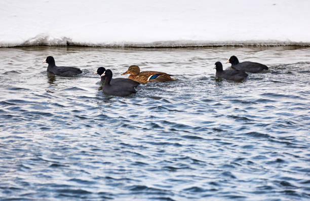 istock Groupd of coot and duck 869070336