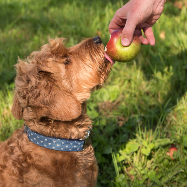 istock Young goldendoodle puppy licking apple 869071176