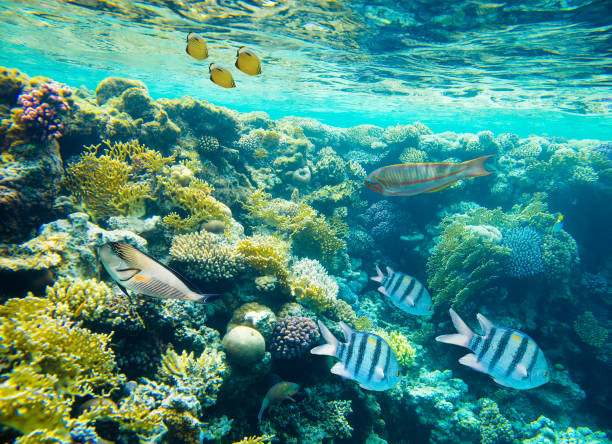 istock coral reef with fish of the red sea 869073688