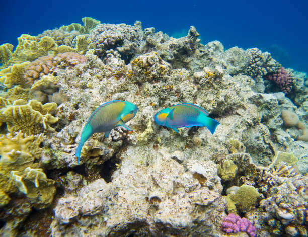 barrière de corail avec des poissons de la mer rouge - vitality sea aquatic atoll photos et images de collection